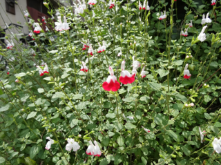 DSC00111-2.png
