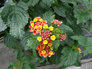 DSC00112-2.png
